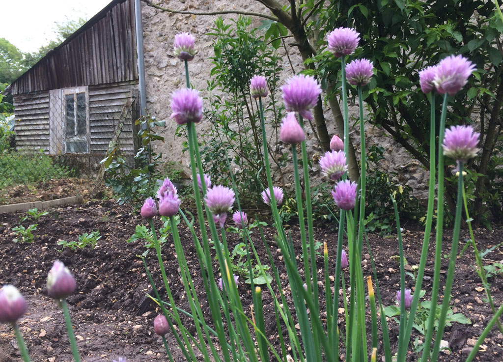 Flowering Chives Ciboulette en fleur L o i r e D a i l y P h o t o
