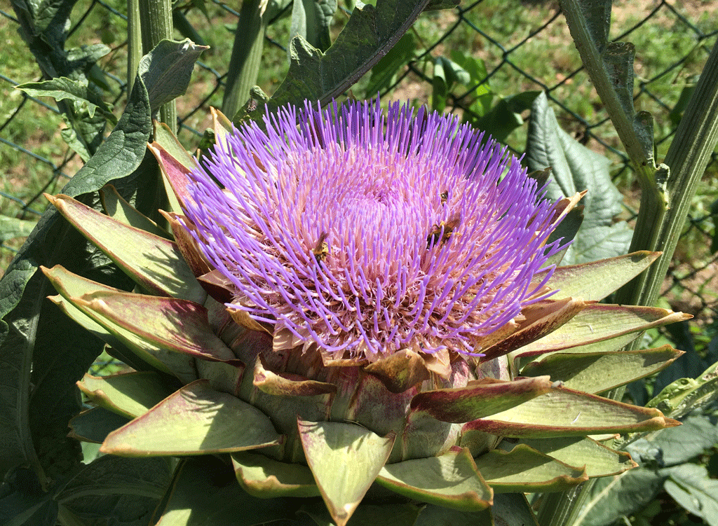 Buzzing About in the Artichokes Vrombissements dans les artichauts