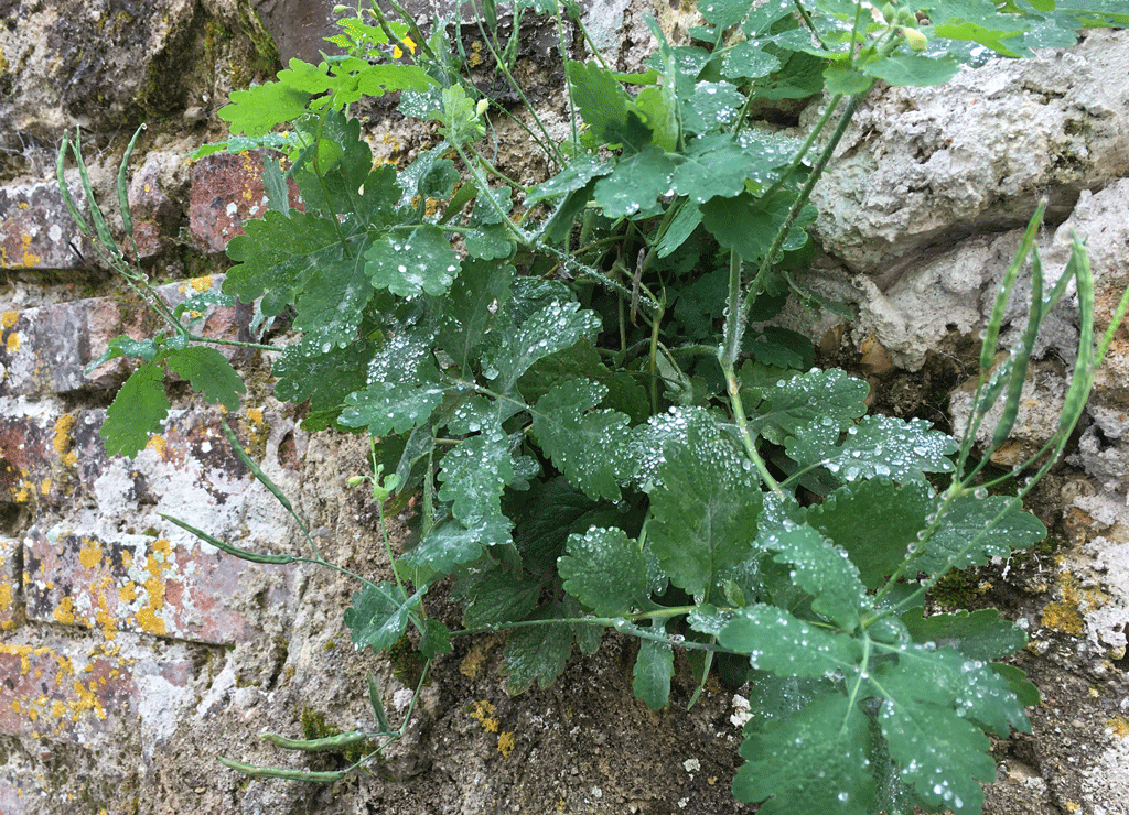 The Wet Wart Plant L’herbe aux verrues L o i r e D a i