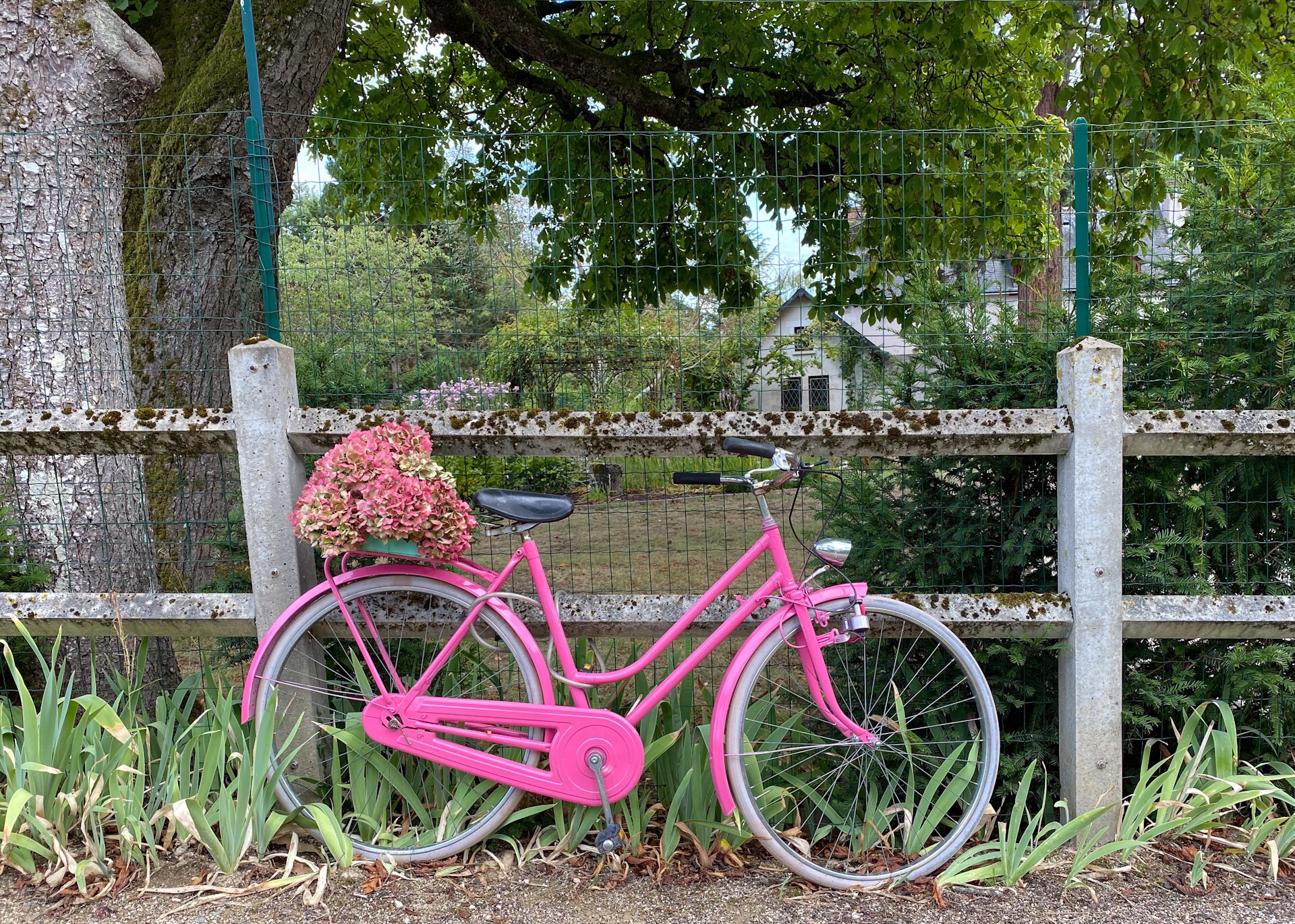 more than pink bike